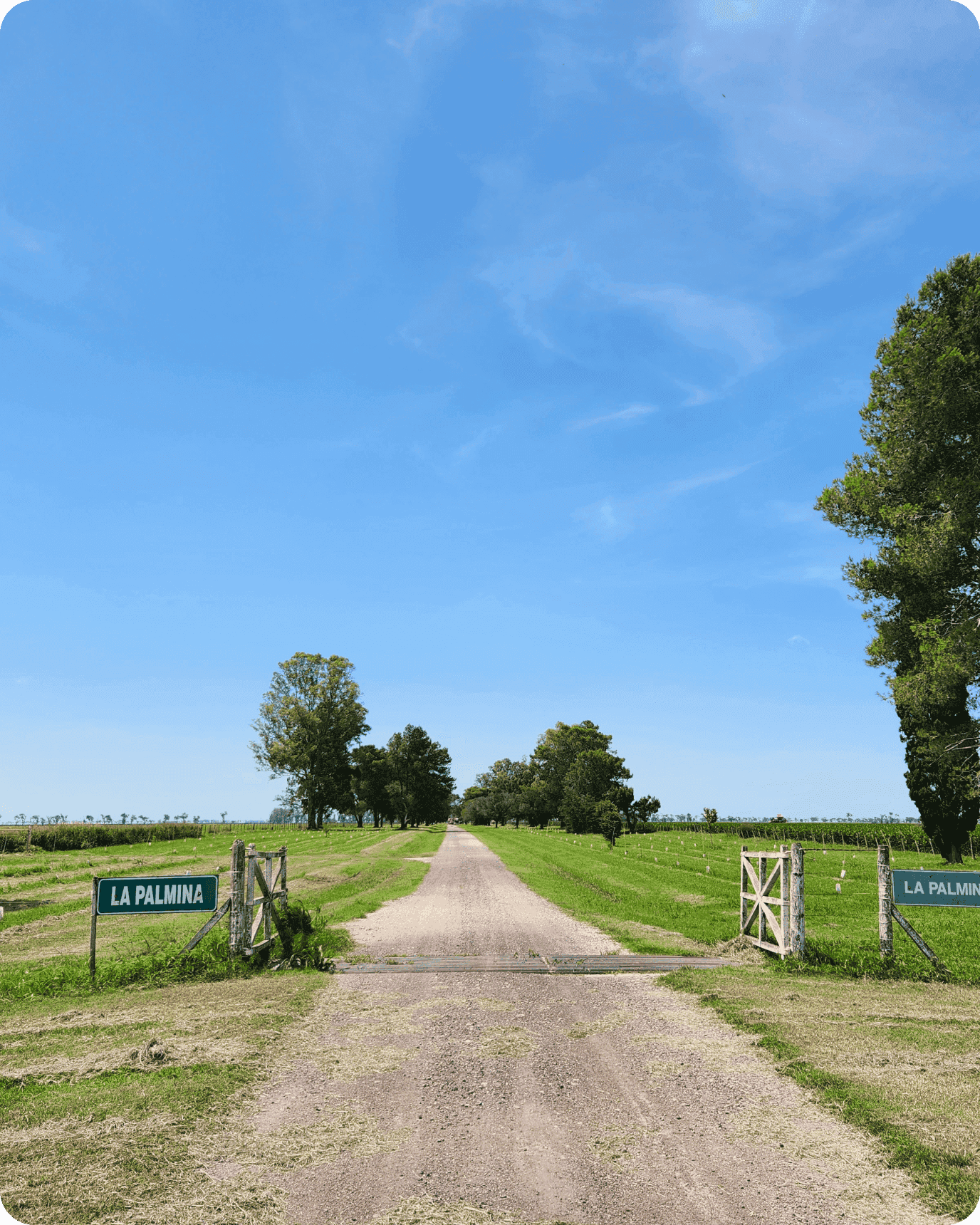 la palmina field