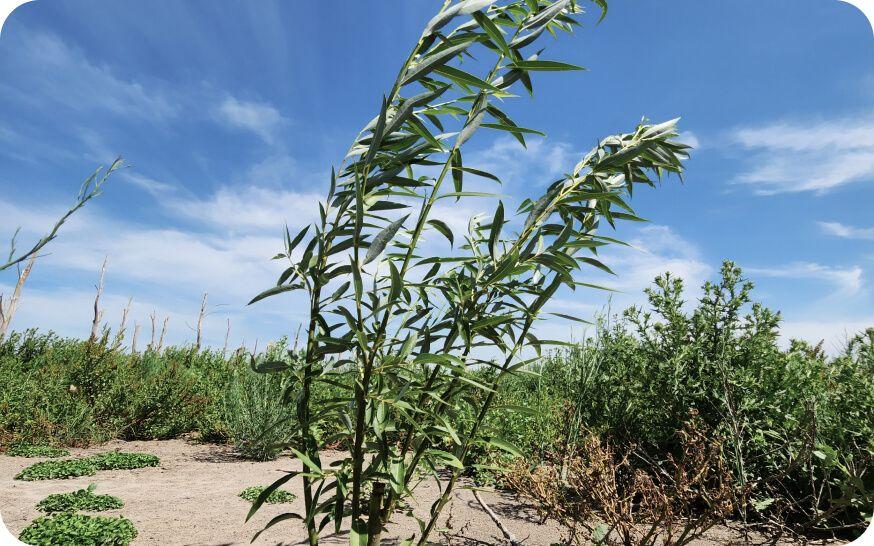 plant