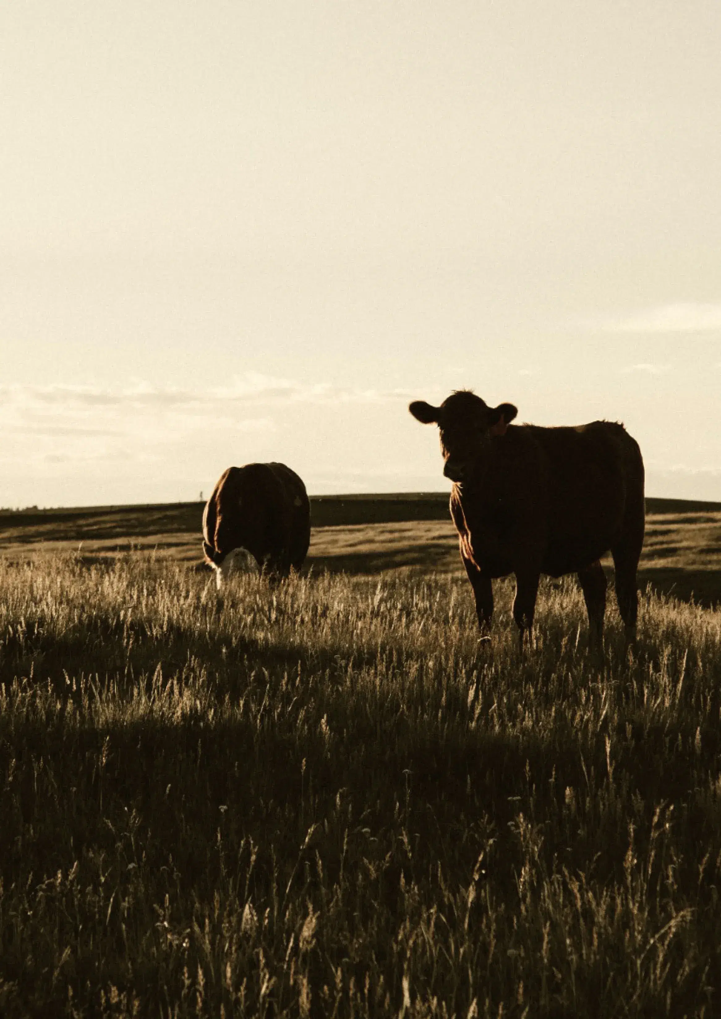 cows in the field