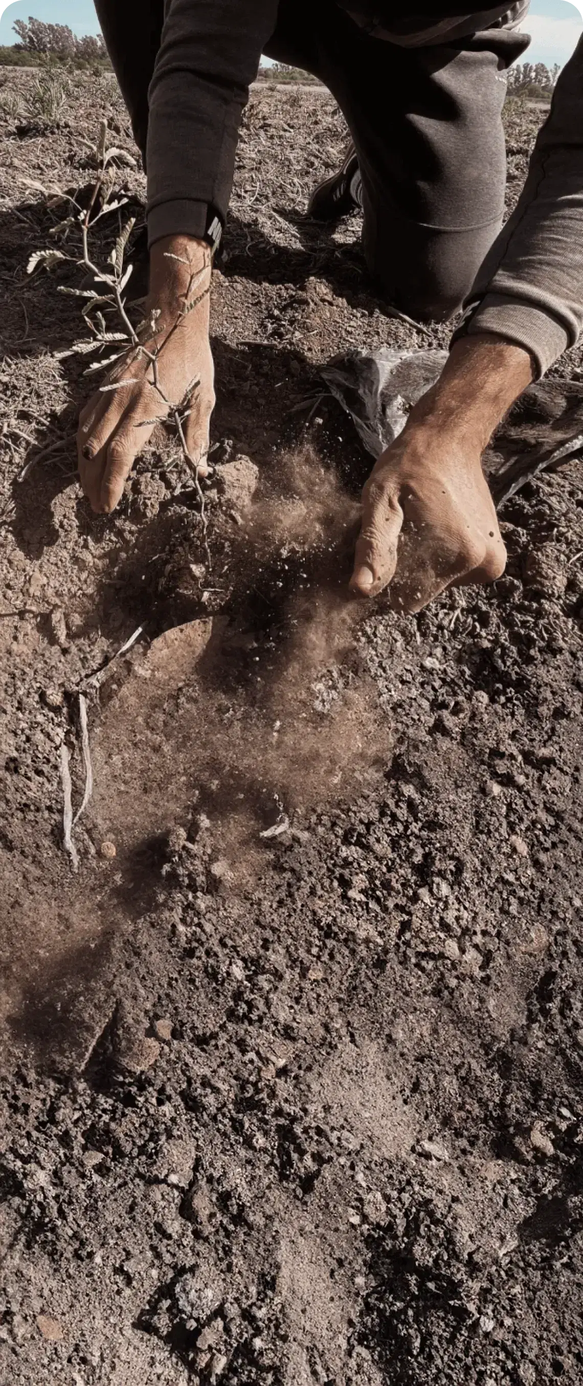 worker planting a plant
