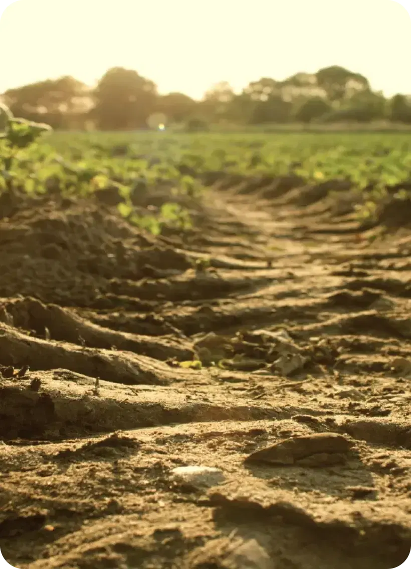 closeup of land in the afternoon