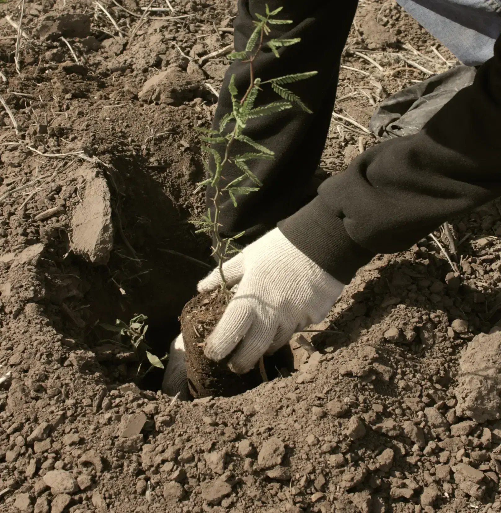 worker planting a tree